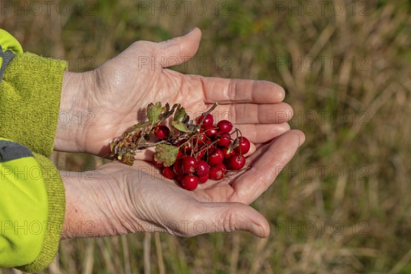 Hands holding berries of blackthorn (Prunus spinosa), Geltinger Birk nature reserve, Nieby, Schleswig-Holstein, Germany