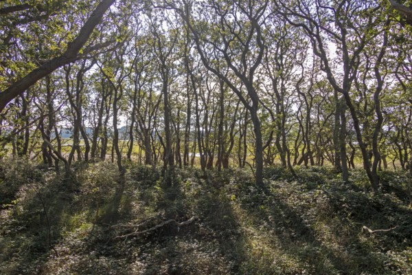 Hutewald, Geltinger Birk nature reserve, Nieby, Schleswig-Holstein, Germany