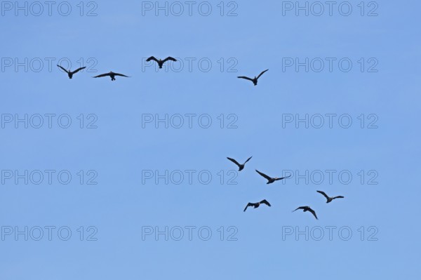 Cormorants (Phalacrocorax carbo) in flight, Geltinger Birk nature reserve, Nieby, Schleswig-Holstein, Germany