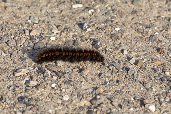 Blackberry moth caterpillar (Macrothylacia rubi) crawling over gravel path, Geltinger Birk, Nieby, Schleswig-Holstein, Germany