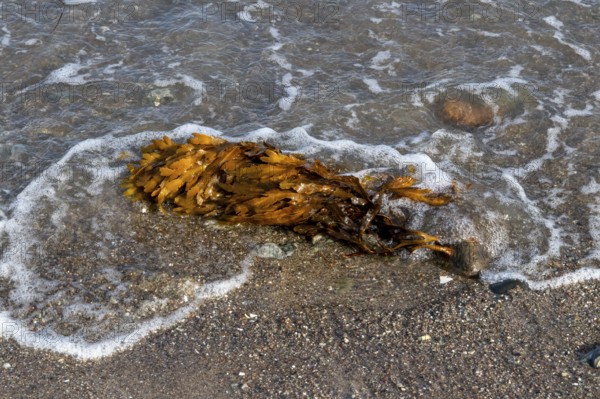 Seaweed, Baltic Sea, Falshöft, Pommerby, Schleswig-Holstein, Germany