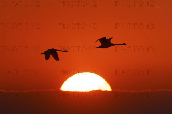 Two birds flying in front of a red glowing sunrise in the sky, Mute Swan, (cygnus olor), wildlife, National Park Vorpommersche Boddenlandschaft, Zingst, Mecklenburg-Vorpommern, Germany