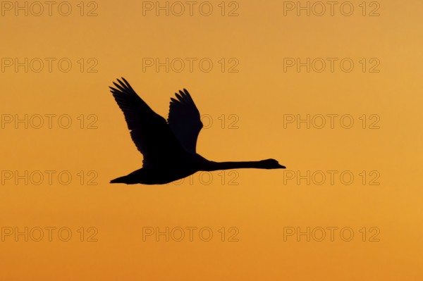 A single bird flies in front of an orange-coloured sky, Mute Swan, (cygnus olor), wildlife, Western Pomerania Lagoon National Park, Zingst, Mecklenburg-Western Pomerania, Germany
