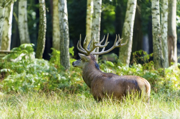 A majestic stag with large antlers stands in the green forest, surrounded by birch trees, red deer (Cervus elaphus) rutting, Germany