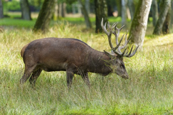 A stag with antlers grazing next to trees on a green meadow, red deer (Cervus elaphus) rut, Germany