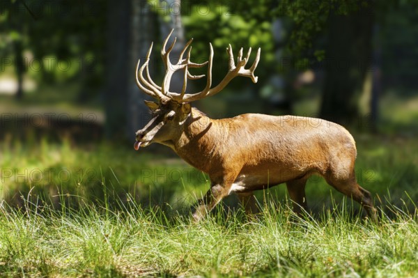 A stag with large antlers running through a sunlit forest, red deer (Cervus elaphus) rutting, Germany