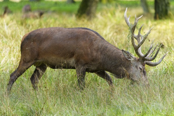 A stag with antlers grazing in a green meadow in the forest, red deer (Cervus elaphus) rut, Germany
