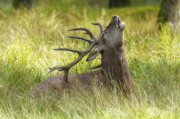 A roaring stag with antlers points its head to the sky, red deer (Cervus elaphus) rutting, Germany