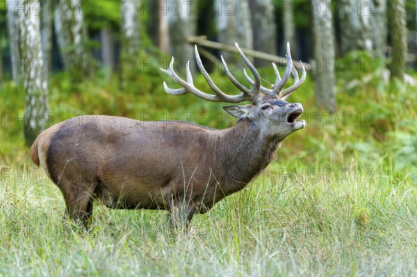 A roaring stag with antlers stands in a wooded environment, red deer (Cervus elaphus) rutting, Germany