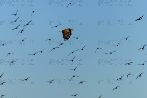 An eagle flies among many birds in a wide sky, white-tailed eagle (Haliaeetus albicilla) wildlife, Western Pomerania Lagoon National Park, Zingst, Mecklenburg-Western Pomerania, Germany