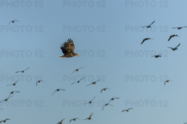 An eagle flies above and below several flying birds in the sky, white-tailed eagle (Haliaeetus albicilla) wildlife, Western Pomerania Lagoon National Park, Zingst, Mecklenburg-Western Pomerania, Germany