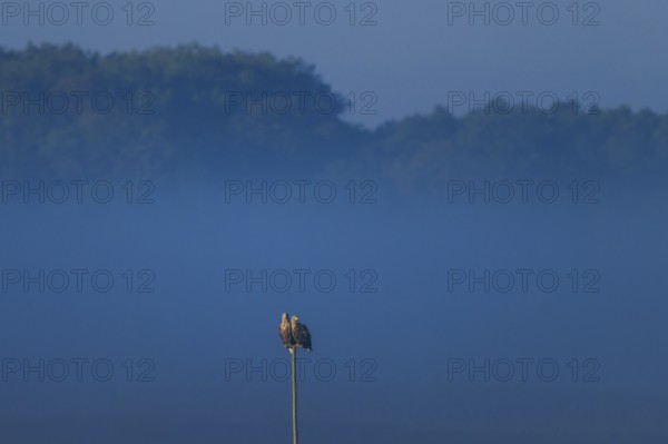 Two eagles sitting on a pole in front of a forest in the twilight, white-tailed eagle (Haliaeetus albicilla) wildlife, Western Pomerania Lagoon National Park, Zingst, Mecklenburg-Western Pomerania, Germany