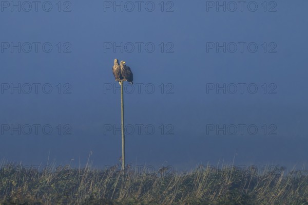 A pair of eagles sitting on a pole in the middle of a grassy landscape, white-tailed eagle (Haliaeetus albicilla) wildlife, Western Pomerania Lagoon National Park, Zingst, Mecklenburg-Western Pomerania, Germany