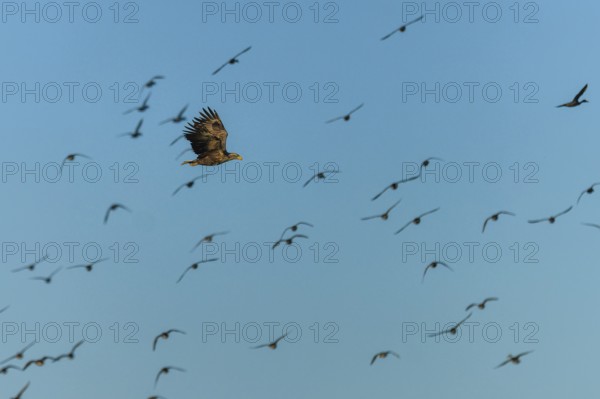 An eagle flies high above a group of birds in the clear sky, white-tailed eagle (Haliaeetus albicilla) wildlife, Western Pomerania Lagoon National Park, Zingst, Mecklenburg-Western Pomerania, Germany