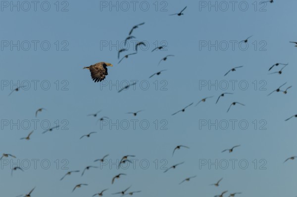 An eagle flies through a large flock of birds in the blue sky, white-tailed eagle (Haliaeetus albicilla) wildlife, Western Pomerania Lagoon National Park, Zingst, Mecklenburg-Western Pomerania, Germany
