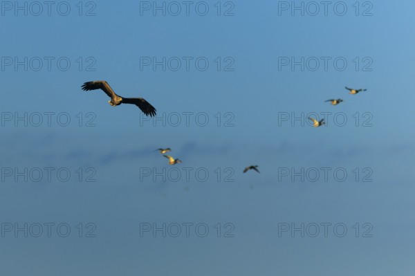 Several birds, including an eagle, flying in the clear blue sky, white-tailed eagle (Haliaeetus albicilla) wildlife, Western Pomerania Lagoon National Park, Zingst, Mecklenburg-Western Pomerania, Germany
