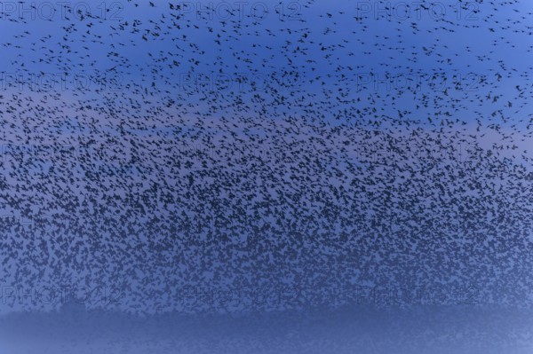 A dense flock of birds passes by in the morning mist, starling (Sturnus vulgaris), flock wildlife, Western Pomerania Lagoon National Park, Zingst, Mecklenburg-Western Pomerania, Germany