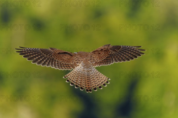 A bird in flight with outstretched wings, green blur in the background, Common Kestrel (Falco tinnunculus), wildlife, Vosges, France