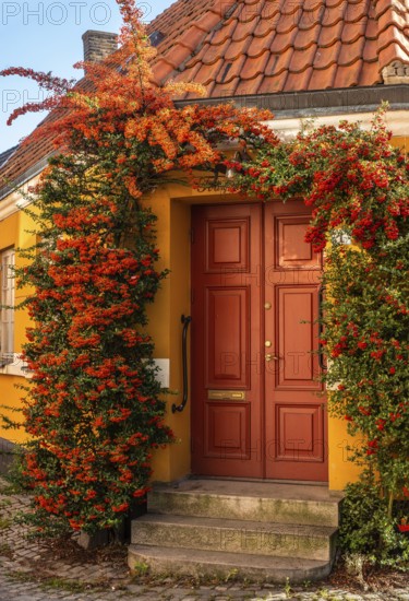 Entrance door with Scarlet firethorn (Pyracantha coccinea) to small street house in Ystad, Skåne County, Sweden, Scandinavia