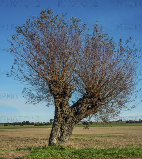 Willow tree (Salix) at blue sky in Ystad municipality, Skåne county, Sweden, Scandinavia