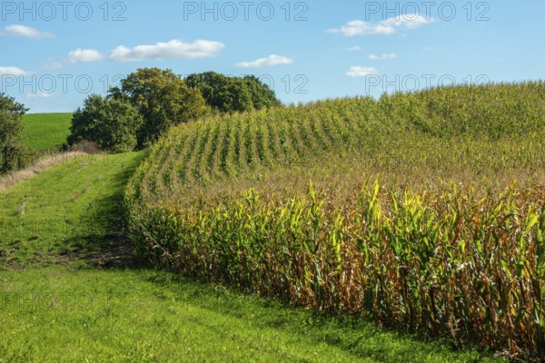 Corn maize (Zea mays) in a field, ripe for harvest in Baldringe, Ystad Municipality, Skåne County, Sweden, Scandinavia