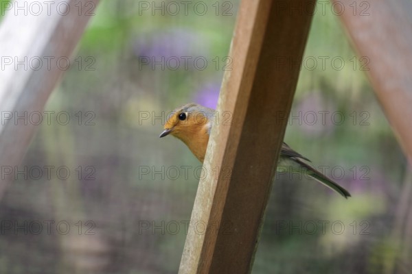 Robin (Erithacus rubecula), portrait, wooden post, colourful, cute, Germany, A robin sits hidden on a wooden post