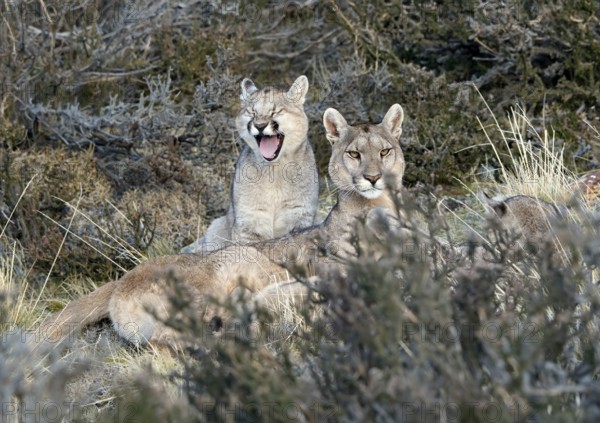 Cougar (Cougar concolor) female with young, Torres del Paine National Park, Chile, South America