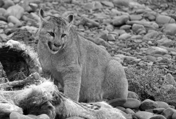 Cougar (Cougar concolor) young feeding, Torres del Paine National Park, Chile, South America
