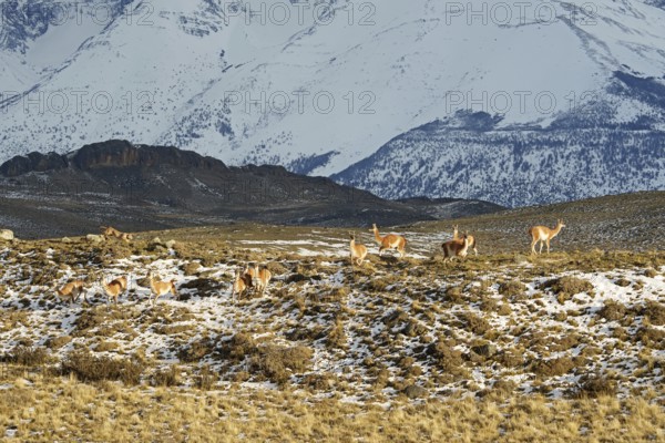 Guanacos (Llama guanicoe), Torres del Paine National Park, Patagonia, Chile, South America