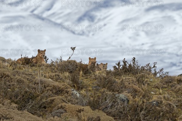 Cougar (Cougar concolor) female with cubs, Torres del Paine National Park, Chile, South America