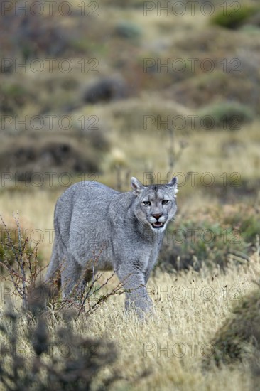 Cougar (Cougar concolor), Torres del Paine National Park, Chile, South America