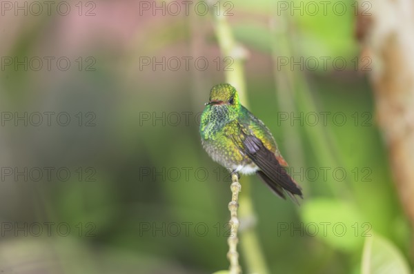 Rufous-tailed hummingbird (Amazilia tzacatl) on branch, Sarapiqui, Costa Rica, Central America