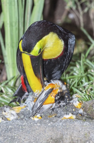 Chestnut-mandibled Toucan (Ramphastos swainsonii) feeding on a smaller bird, Sarapiqui, Costa Rica, Central America