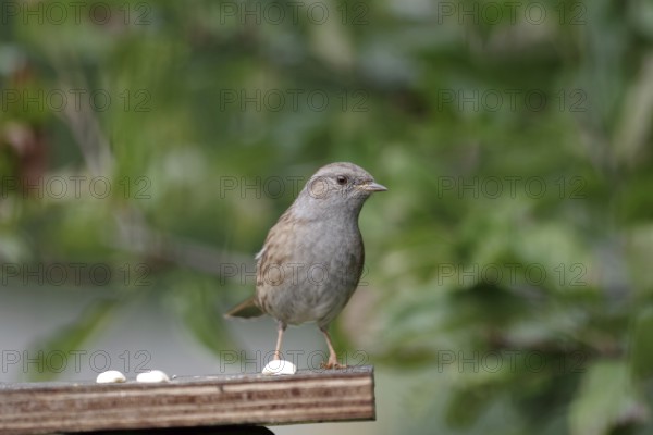 Dunnock (Prunella modularis), close-up, garden, autumn, Germany