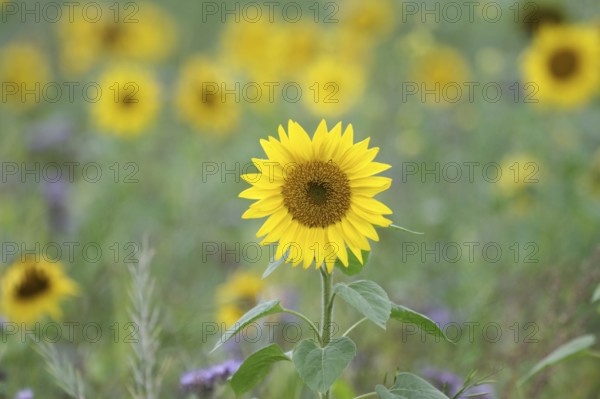 Common sunflower (Helianthus annuus), landscape, sunflower field, yellow, agriculture, autumn, pretty, Germany, Many yellow flowers in the agricultural field