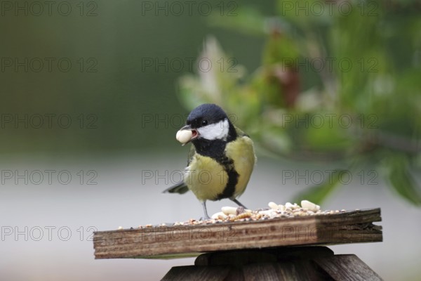 Great tit (Parus major), bird feeder, close-up, pretty, autumn, Germany, The great tit has a large nut in its beak