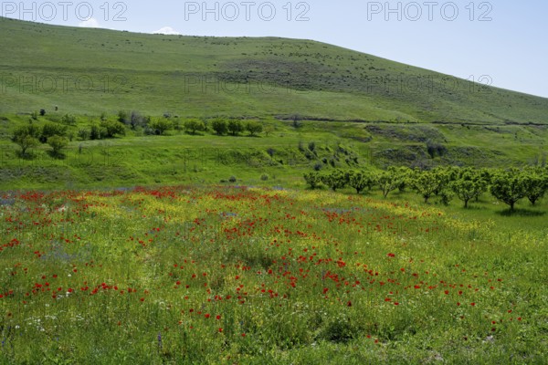 Blooming wildflower meadow stretches in front of rolling green hills in spring, landscape near Shaghap, Ararat province, Armenia