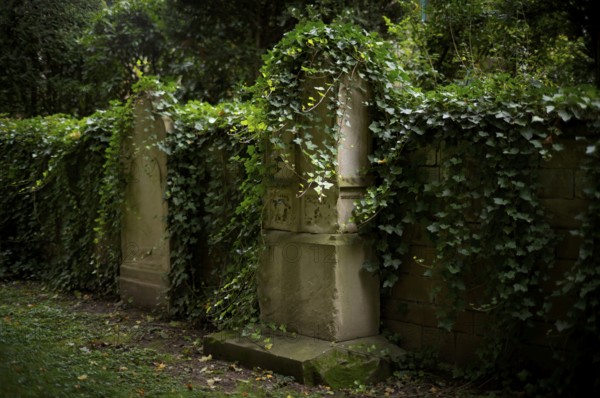 Gravestones, ivy, grave, graves, Hoppenlauf cemetery, oldest preserved cemetery in Stuttgart, autumn, autumnal, Baden-Württemberg, Germany