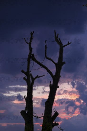 Dead walnut tree (Juglans regia) as a silhouette in the evening sky, Bavaria, Germany