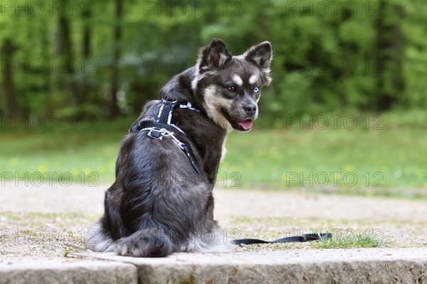 French Bulldog x Siberian Husky dog mix with Y shaped harness