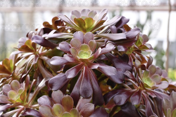 'Aeonium Arboreum' succulent with green dark purple leaves