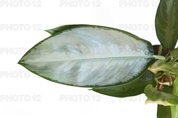 Silver leaf of Aglaonema Silverado Chinese Evergreen houseplant on white background