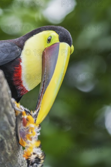 Chestnut-mandibled Toucan (Ramphastos swainsonii) feeding on a smaller bird, Sarapiqui, Costa Rica, Central America