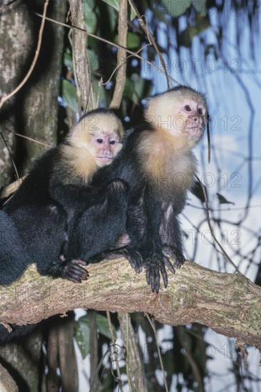 White-faced capuchin monkeys (Cebus capucinus) in rainforest, Manuel Antonio National Park, Puntarenas Province, Costa Rica