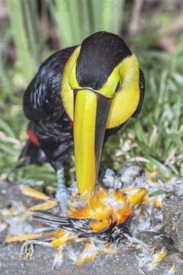 Chestnut-mandibled Toucan (Ramphastos swainsonii) feeding on a smaller bird, Sarapiqui, Costa Rica, Central America
