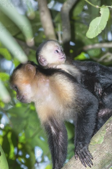 White-faced capuchin monkey (Cebus capucinus) carries her young on her back, Manuel Antonio National Park, Puntarenas Province, Costa Rica