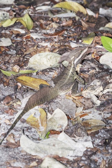 Common basilisk (basiliscus basiliscus) in rainforest, Manuel Antonio National Park, Quepos, Puntarenas Province, Costa Rica