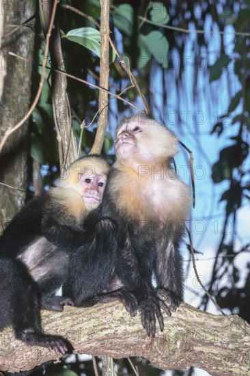 White-faced capuchin monkeys (Cebus capucinus) in rainforest, Manuel Antonio National Park, Puntarenas Province, Costa Rica
