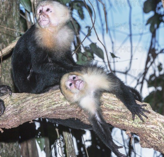 White-faced capuchin monkeys (Cebus capucinus) in rainforest, Manuel Antonio National Park, Puntarenas Province, Costa Rica