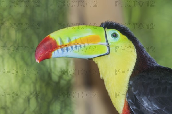 Keel-billed toucan (Ramphastos sulfuratus), Costa Rica, Central America